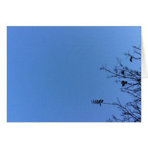 Carolina Blue, card