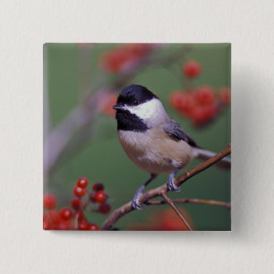 Carolina Chickadee 15 Cm Square Badge