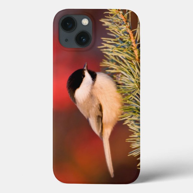 Carolina Chickadee in Blue Atlas Cedar Case-Mate iPhone Case (Back)
