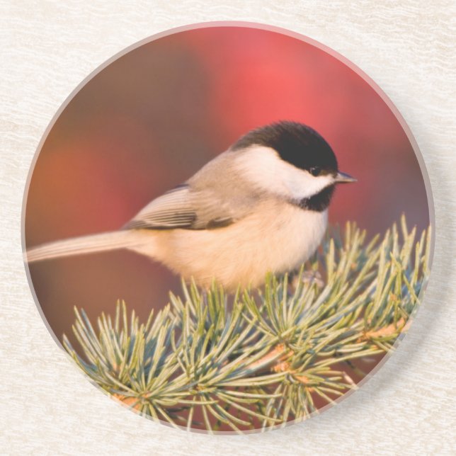Carolina Chickadee in Blue Atlas Cedar Coaster (Front)