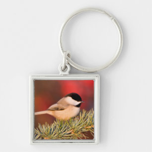 Carolina Chickadee in Blue Atlas Cedar Key Ring