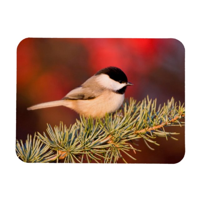 Carolina Chickadee in Blue Atlas Cedar Magnet (Horizontal)