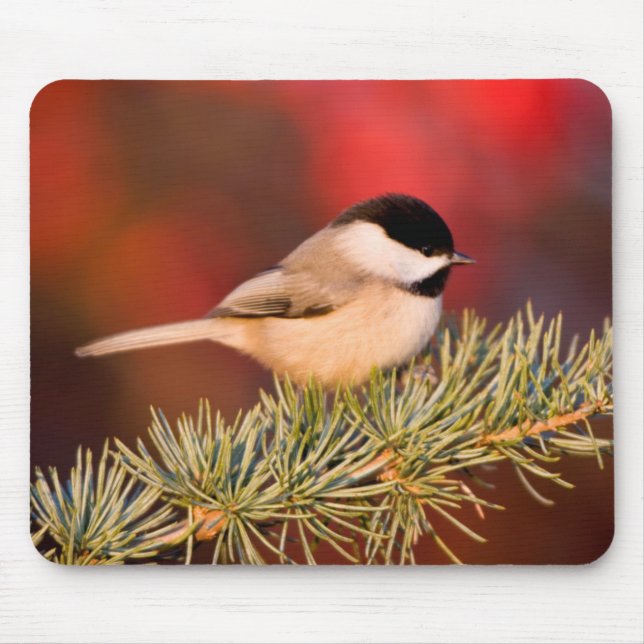 Carolina Chickadee in Blue Atlas Cedar Mouse Pad (Front)