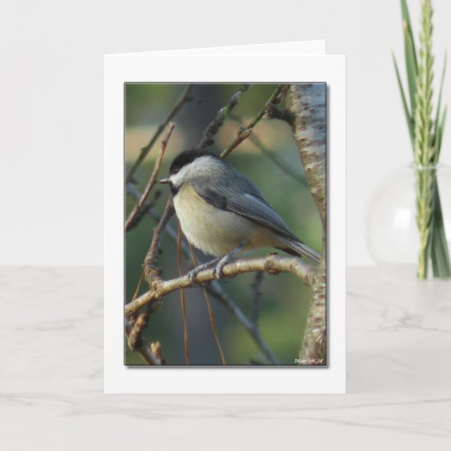 Carolina Chickadee Note Card (Front)