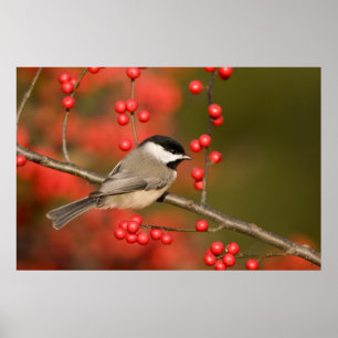 Carolina Chickadee on Common Winterberry bush Poster