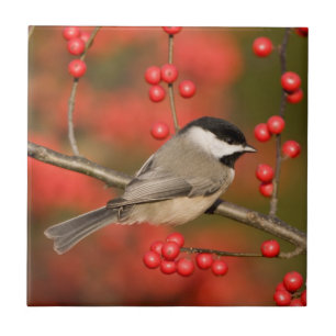 Carolina Chickadee on Common Winterberry bush Tile