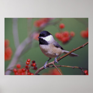 Carolina Chickadee Poster