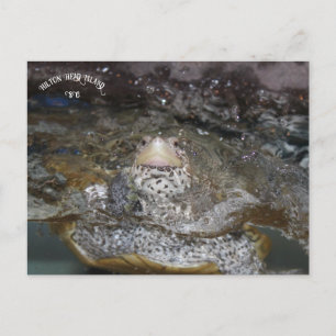 Carolina Diamondback Terrapin postcard