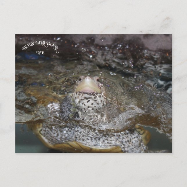 Carolina Diamondback Terrapin postcard (Front)