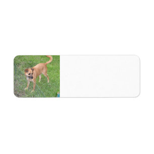 carolina dog full 2.png return address label