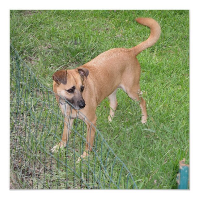 carolina dog full 2 poster (Front)