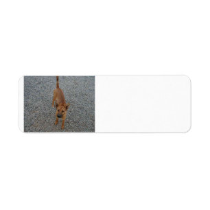 Carolina dog full.png return address label