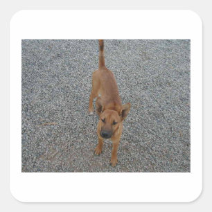 Carolina dog full.png square sticker