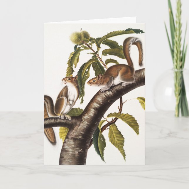 Carolina Grey Squirrel (Sciurus Carolinensis) Card (Front)