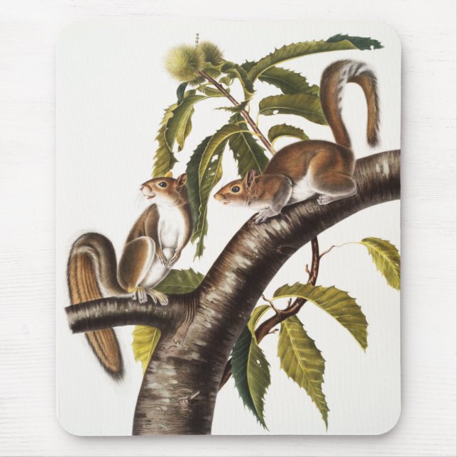 Carolina Grey Squirrel (Sciurus Carolinensis) Mouse Pad (Front)