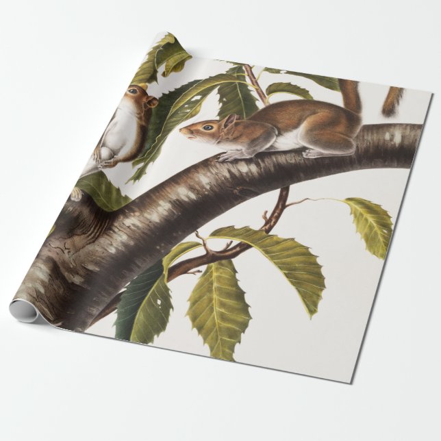 Carolina Grey Squirrel (Sciurus Carolinensis) Wrapping Paper (Unrolled)