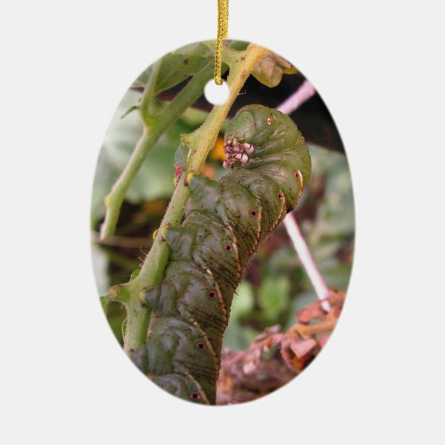 Carolina Hornworm ~ ornament (Front)