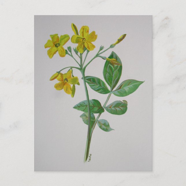 Carolina Jasmine Botanical Art Postcard (Front)