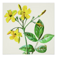 Carolina Jasmine Botanical Art