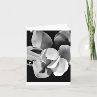 Carolina Magnolia - Blank Folded Card