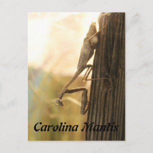 Carolina Mantis Postcard
