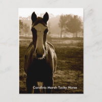Carolina Marsh Tacky Horse