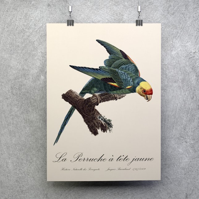 Carolina parakeet, Conuropsis carolinensis Poster (Carolina parakeet, Conuropsis carolinensis. Poster)