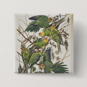 Carolina Parakeet, from 'Birds of America', 1829 15 Cm Square Badge