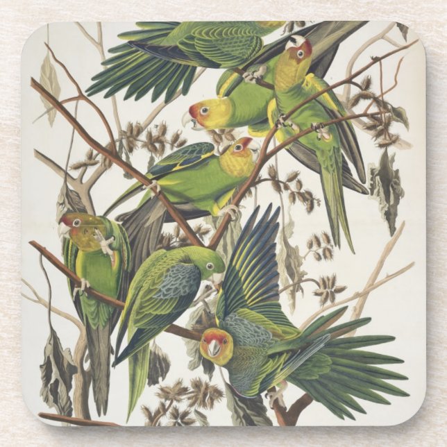 Carolina Parakeet, from 'Birds of America', 1829 Coaster (Front)