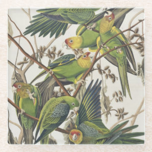 Carolina Parakeet, from 'Birds of America', 1829 Glass Coaster