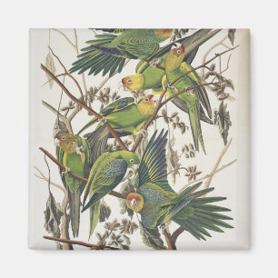 Carolina Parakeet, from 'Birds of America', 1829 Magnet