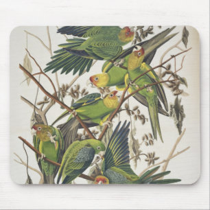 Carolina Parakeet, from 'Birds of America', 1829 Mouse Pad