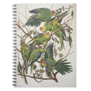 Carolina Parakeet, from 'Birds of America', 1829 Notebook