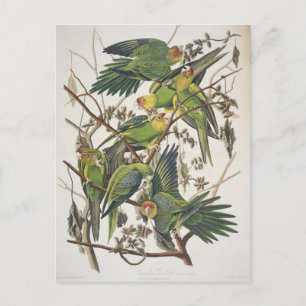 Carolina Parakeet, from 'Birds of America', 1829 Postcard