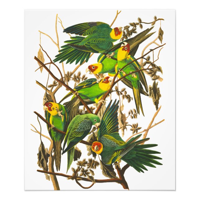 Carolina Parrot by John James Audubon Photo Print (Front)