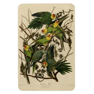 Carolina Parrot from Audubon's Birds of America Magnet
