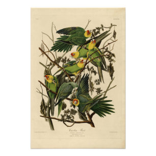 Carolina Parrot from Audubon's Birds of America Photo Print