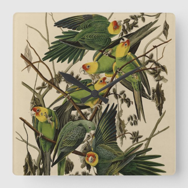 Carolina Parrot from Audubon's Birds of America Square Wall Clock (Front)