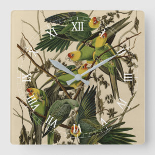 Carolina Parrot from Audubon's Birds of America Square Wall Clock