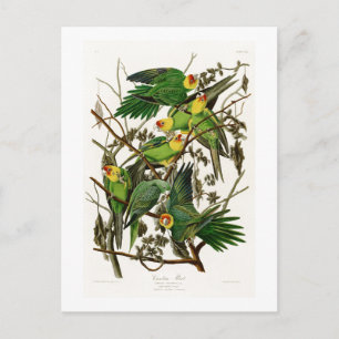 Carolina Parrot John Audubon Birds of Ameria Postcard