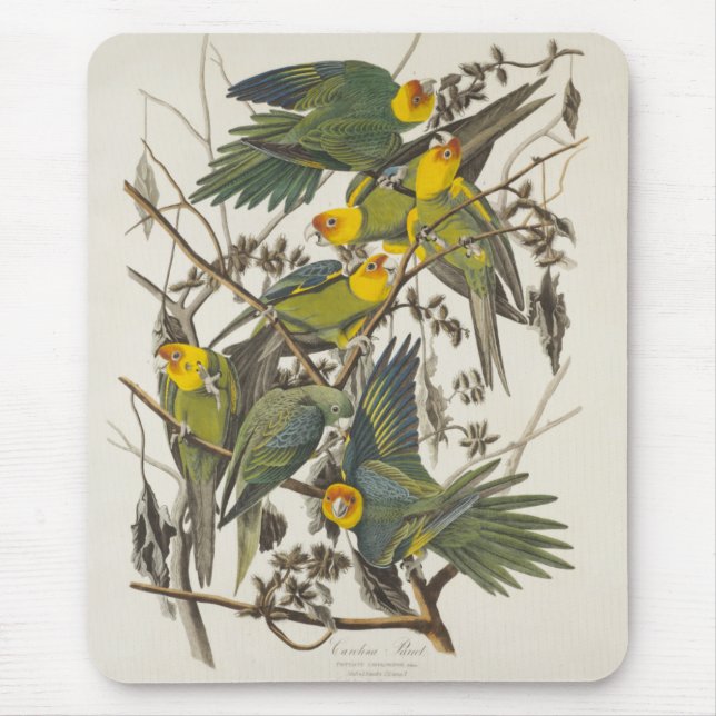 Carolina Parrot - John James Audubon (1827-1838) Mouse Pad (Front)