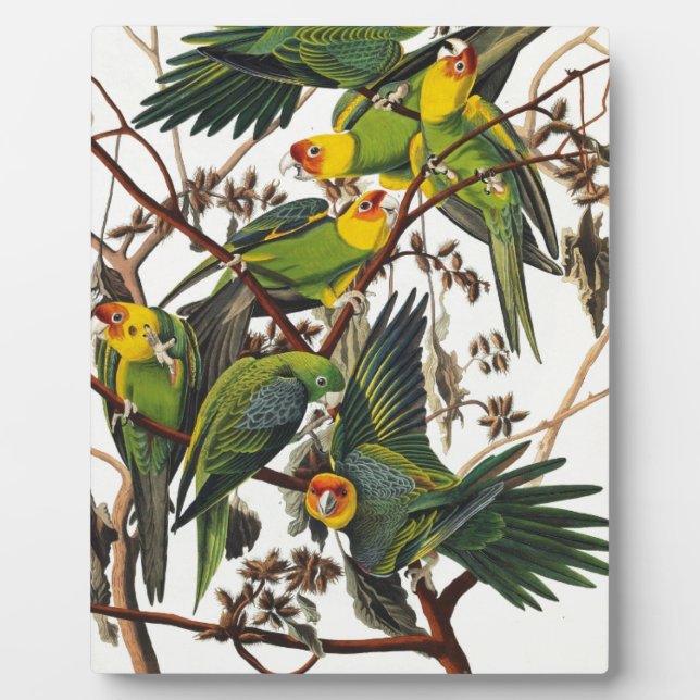 Carolina Parrot - John James Audubon (1827-1838) Plaque (Front)