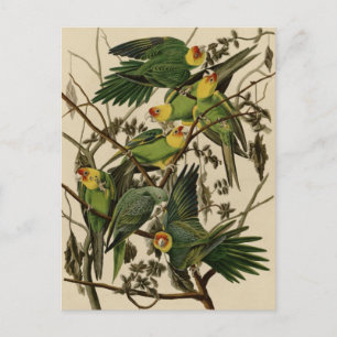 Carolina Parrot Postcard