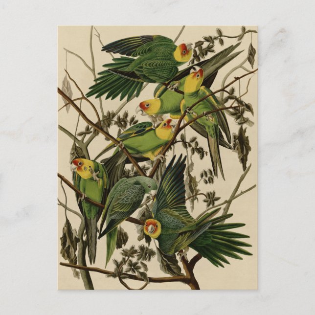 Carolina Parrot Postcard (Front)