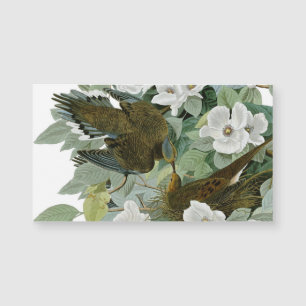 Carolina Pigeon Audubon Morning Dove