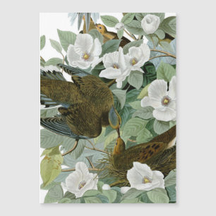 Carolina Pigeon Audubon Morning Dove Bird