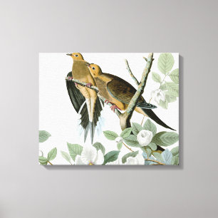 Carolina Pigeon Audubon Morning Dove Bird Canvas Print