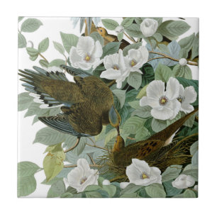 Carolina Pigeon Audubon Morning Dove Bird Ceramic Tile