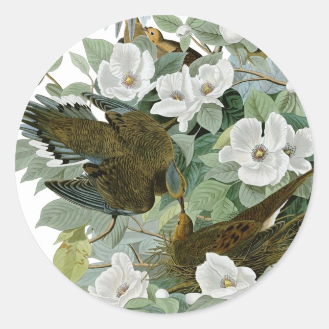 Carolina Pigeon Audubon Morning Dove Bird Classic Round Sticker (Front)