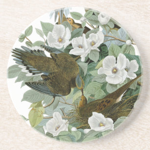 Carolina Pigeon Audubon Morning Dove Bird Coaster